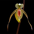 Paphiopedilum Susan Booth x praestans