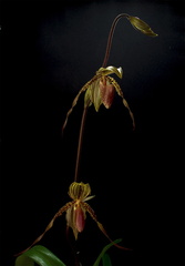 Paphiopedilum Susan Booth x praestans