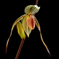 Paphiopedilum Susan Booth x praestans