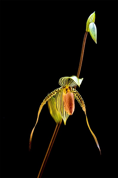 Paphiopedilum Susan Booth x praestans