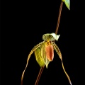 Paphiopedilum Susan Booth x praestans