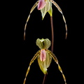 Paphiopedilum Susan Booth x praestans