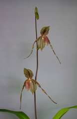 Paphiopedilum Susan Booth x praestans