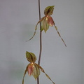 Paphiopedilum Susan Booth x praestans