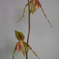 Paphiopedilum Susan Booth x praestans