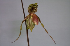 Paphiopedilum Susan Booth x praestans