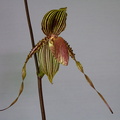 Paphiopedilum Susan Booth x praestans