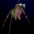 Paphiopedilum Susan Booth x praestans