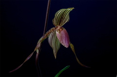 Paphiopedilum Susan Booth x praestans