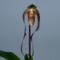 Paphiopedilum Asendorfer Gigant