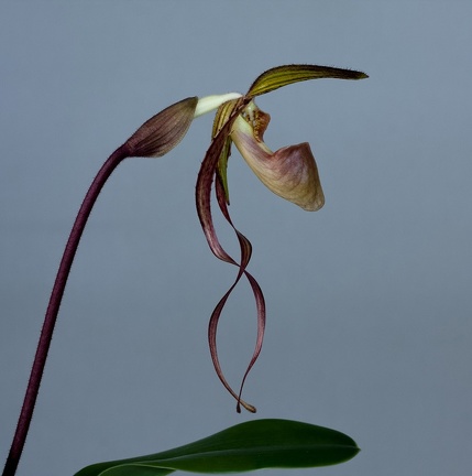 Paphiopedilum Asendorfer Gigant