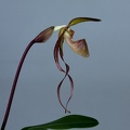 Paphiopedilum Asendorfer Gigant