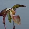 Paphiopedilum Asendorfer Gigant