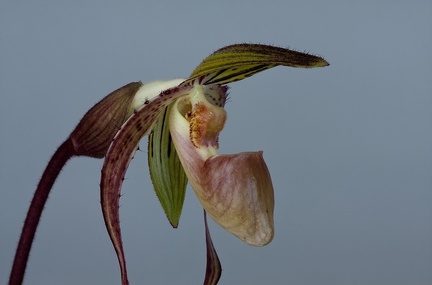 Paphiopedilum Asendorfer Gigant