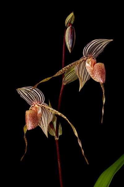 Paphiopedilum Bel Royal