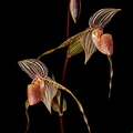 Paphiopedilum_Bel_Royal1.jpg