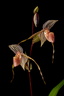 Paphiopedilum Bel Royal