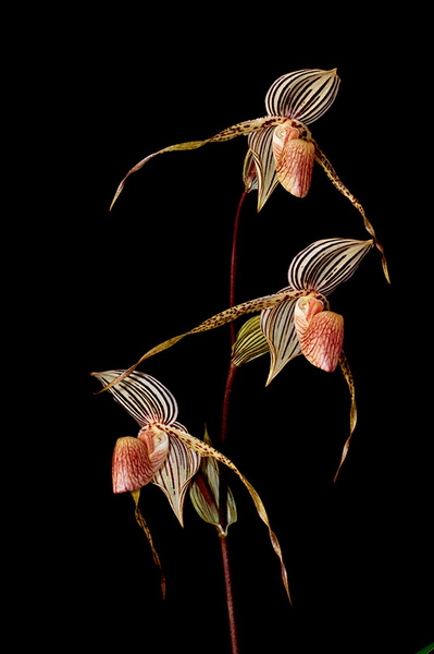 Paphiopedilum Bel Royal ( rothschildianum x kolopakingii ) Paphiopedilum_Bel_Royal2.jpg