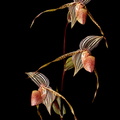 Paphiopedilum Bel Royal