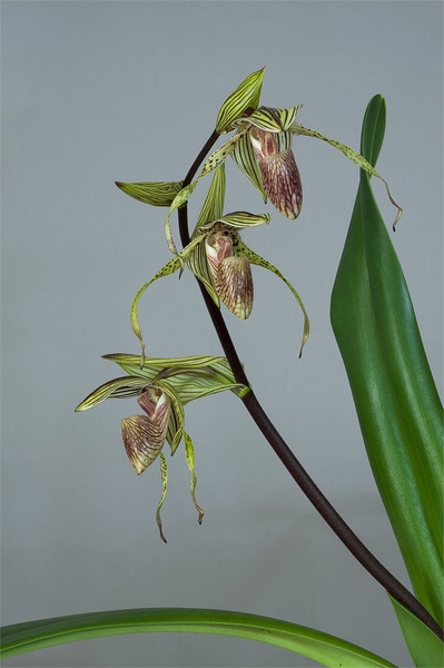 Paphiopedilum_Bel_Royal3.jpg