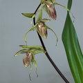 Paphiopedilum Bel Royal