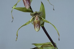 Paphiopedilum Bel Royal