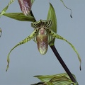 Paphiopedilum Bel Royal