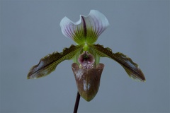 Paphiopedilum Burma Road