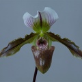 Paphiopedilum Burma Road