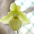 Paphiopedilum Debora