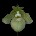 Paphiopedilum_Debora2.jpg