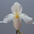 Paphiopedilum Deperle