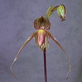 Paphiopedilum Gary Romagna 