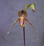 Paphiopedilum Gary Romagna 