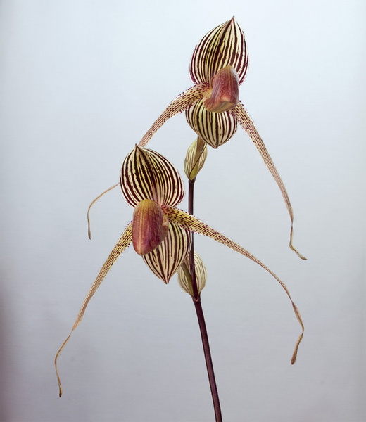 Paphiopedilum Gary Romagna ( rothschildianum x St Swithin ) Paphiopedilum_Gary_Romagna3.jpg