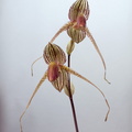 Paphiopedilum Gary Romagna 