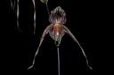 Paphiopedilum Gary Romagna