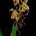 Paphiopedilum gigantifolium x Michael Koopowitz