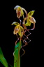 Paphiopedilum gigantifolium x Michael Koopowitz