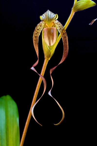 Paphiopedilum gigantifolium x Michael Koopowitz