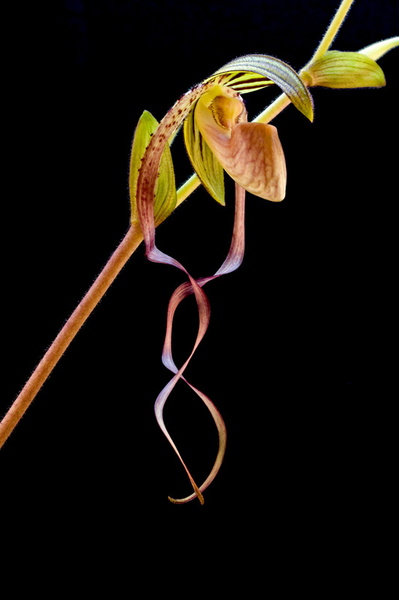 Paphiopedilum gigantifolium x Michael Koopowitz