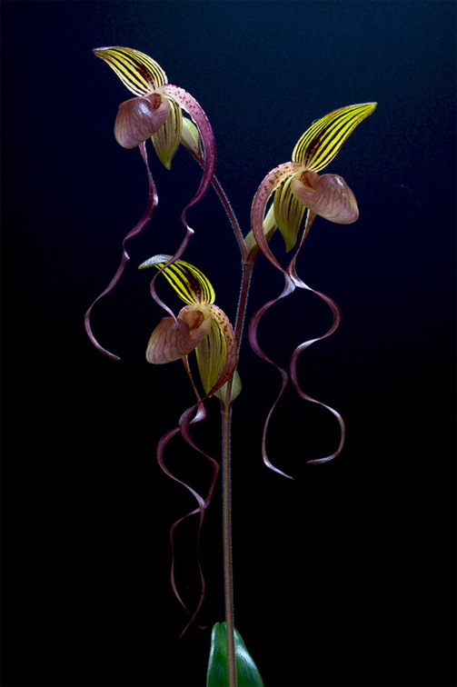 Paphiopedilum gigantifolium x Michael Koopowitz