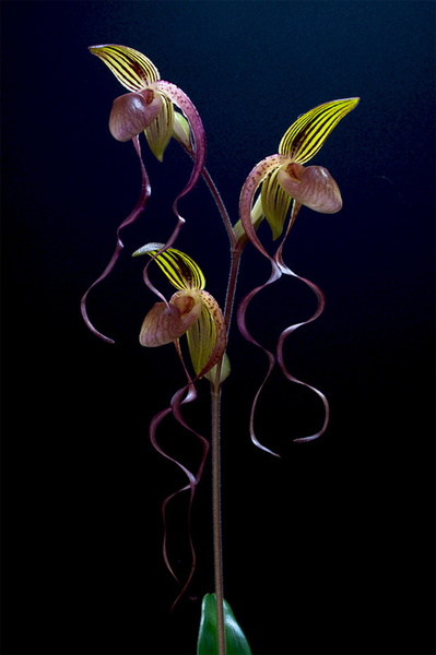 Paphiopedilum_Gigan_Koop4.jpg