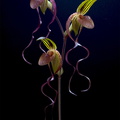 Paphiopedilum gigantifolium x Michael Koopowitz