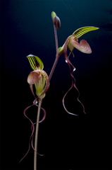 Paphiopedilum gigantifolium x Michael Koopowitz