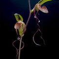 Paphiopedilum gigantifolium x Michael Koopowitz