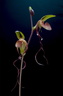 Paphiopedilum gigantifolium x Michael Koopowitz