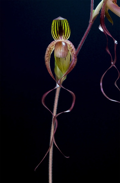 Paphiopedilum_Gigan_Koop7.jpg