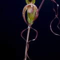 Paphiopedilum gigantifolium x Michael Koopowitz