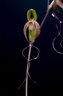Paphiopedilum gigantifolium x Michael Koopowitz